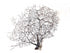 natural black sea fan coral gorgorian from peek a blue